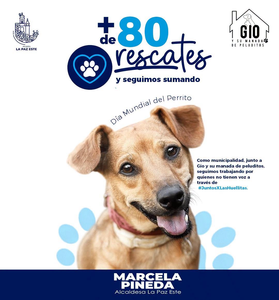 🐾💙 En el Día Mundial del Perrito celebramos los resultados de #JuntosXLasHuellitas, una iniciativa impulsada por nuestra alcaldesa Marcela Pineda.